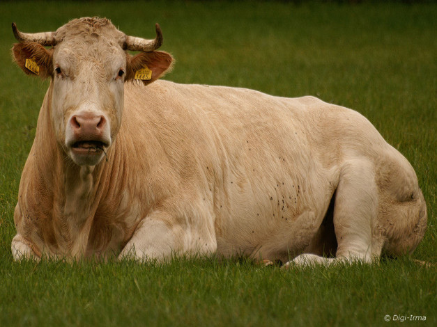 Обои картинки фото животные, коровы, буйволы