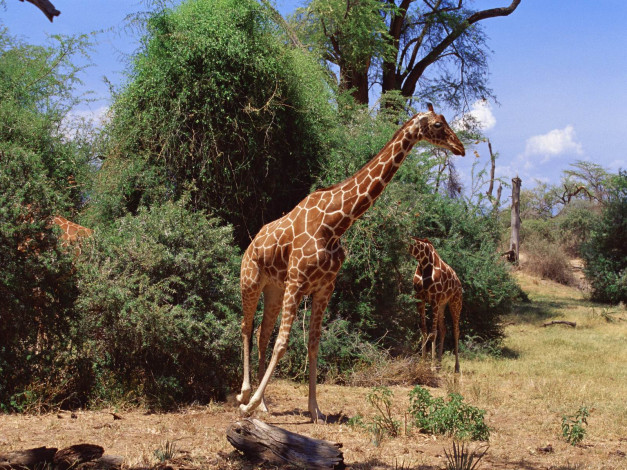 Обои картинки фото животные, жирафы