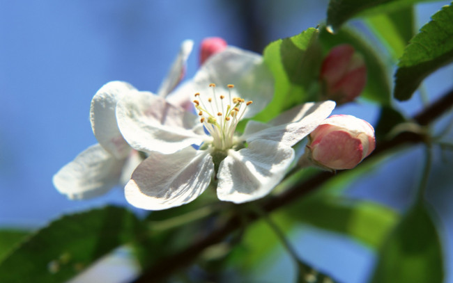 Обои картинки фото цветы, цветущие, деревья, кустарники