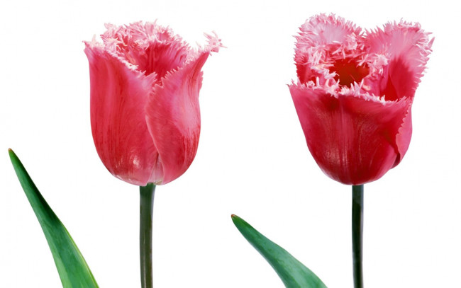 Обои картинки фото цветы, тюльпаны