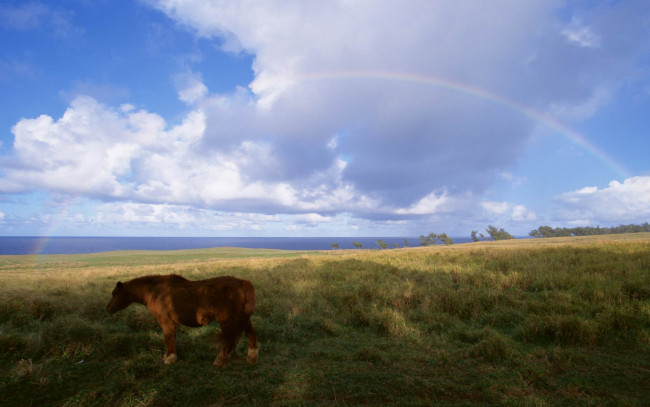 Обои картинки фото животные, лошади