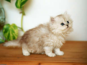 Картинка животные коты