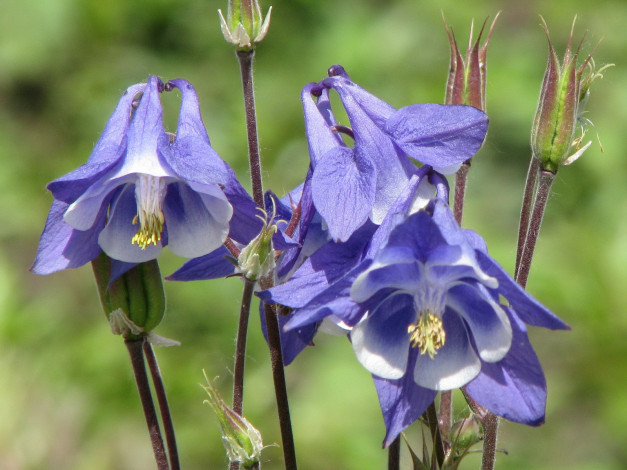 Обои картинки фото цветы, аквилегия, водосбор