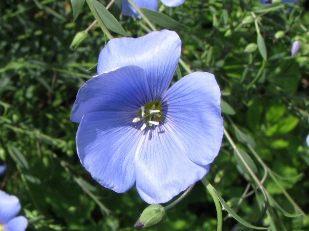 Обои картинки фото цветы, луговые, полевые