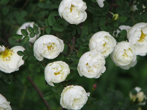 Обои картинки фото цветы, шиповник