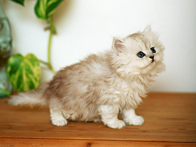 Обои картинки фото животные, коты