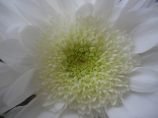 Картинка цветы хризантемы