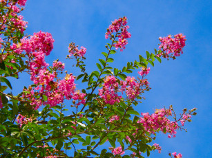 Картинка цветы лагерстрёмия