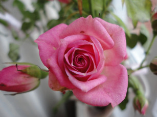 Картинка цветы розы