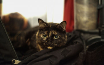 Картинка животные коты