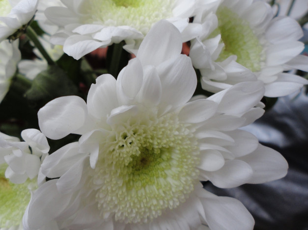 Обои картинки фото цветы, хризантемы