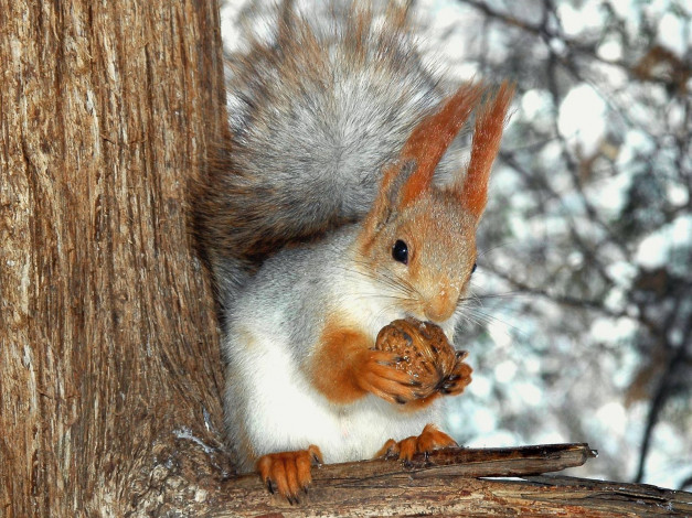 Обои картинки фото животные, белки