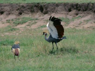 Картинка животные журавли журавль венценосный крылья