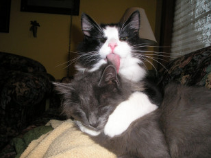 Картинка животные коты