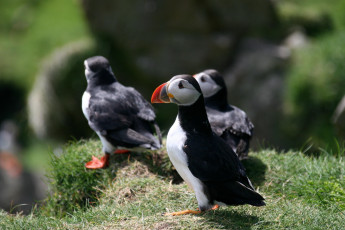 Картинка животные тупики птица тупик