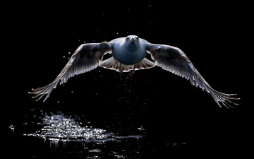 Картинка животные Чайки бакланы крачки взлёт Чайка