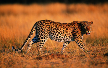 Картинка животные леопарды леопард