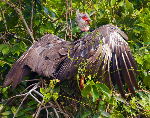 Обои картинки фото животные, птицы, хищники, листья