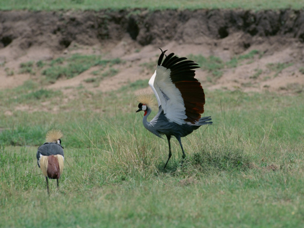 Обои картинки фото животные, журавли, журавль, венценосный, крылья