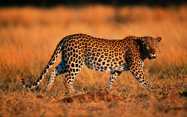 Обои картинки фото животные, леопарды, леопард