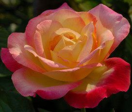 Картинка цветы розы роза