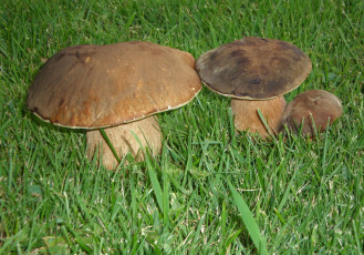 Картинка природа грибы семейка