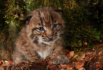 Картинка животные рыси малыш