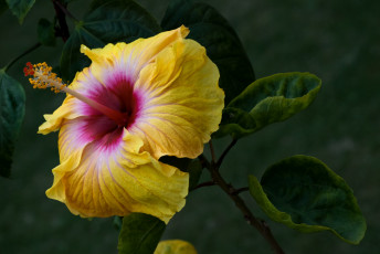 Картинка цветы гибискусы желтый