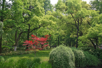 Картинка природа парк ханчжоу ландшафтный