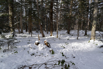 Картинка природа зима лес снег