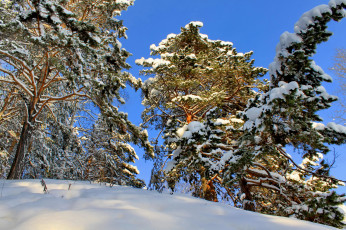 Картинка природа зима лес снег