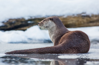 Картинка животные выдры каланы ондатры выдра