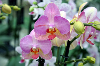 Картинка цветы орхидеи розовый