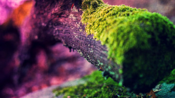 Картинка природа макро мох бревно