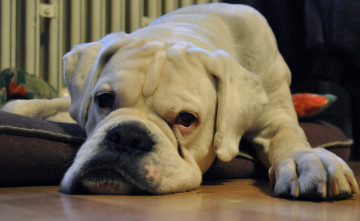 Картинка животные собаки боксёр