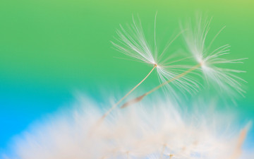 Картинка одуванище цветы одуванчики семена зонтики одуванчик макро