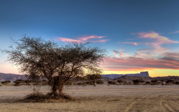Картинка природа деревья дерево трава саванна горы