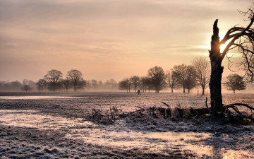 Картинка природа деревья трава иней дерево тучи свет поле
