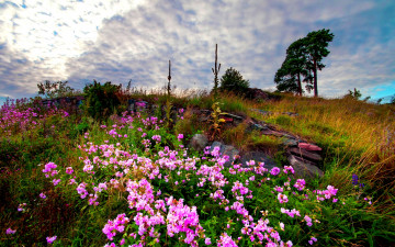 Картинка природа луга холм луг дерево трава цветы
