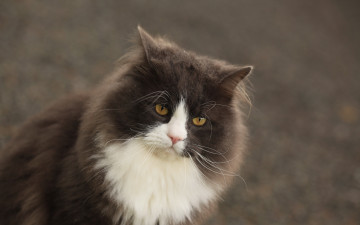 Картинка животные коты кошка взгляд фон