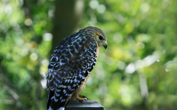 Картинка животные птицы хищники оперение зелень фокус ястреб