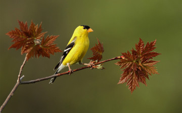 Картинка животные птицы листья ветка желтая птица