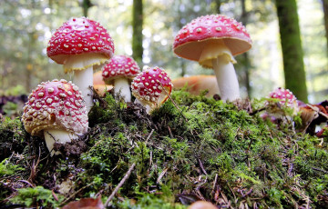 Картинка природа грибы мухомор семейка