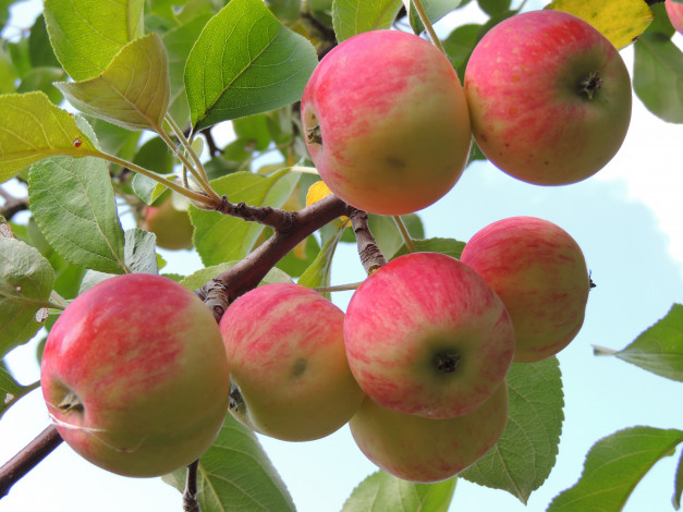 Обои картинки фото природа, плоды, яблоки, ветка