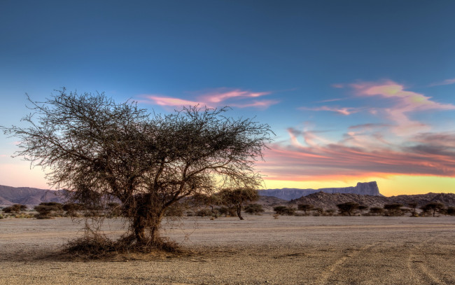 Обои картинки фото природа, деревья, дерево, трава, саванна, горы