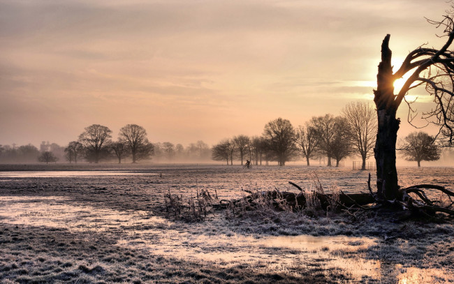 Обои картинки фото природа, деревья, трава, иней, дерево, тучи, свет, поле