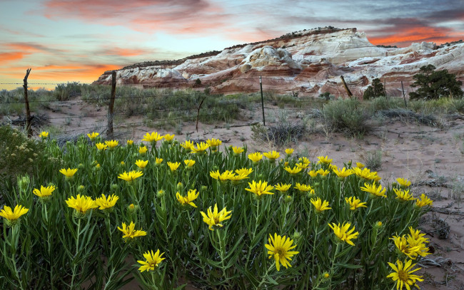 Обои картинки фото природа, луга, камни, цветы, холм, изгородь