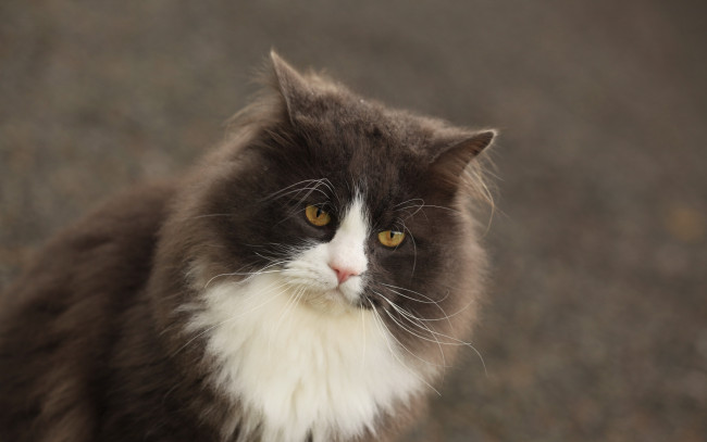 Обои картинки фото животные, коты, кошка, взгляд, фон