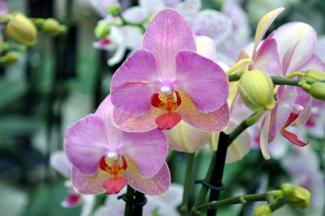 Обои картинки фото цветы, орхидеи, розовый