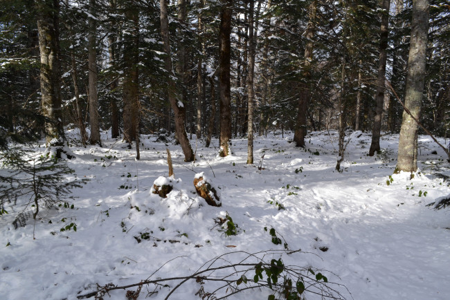 Обои картинки фото природа, зима, лес, снег